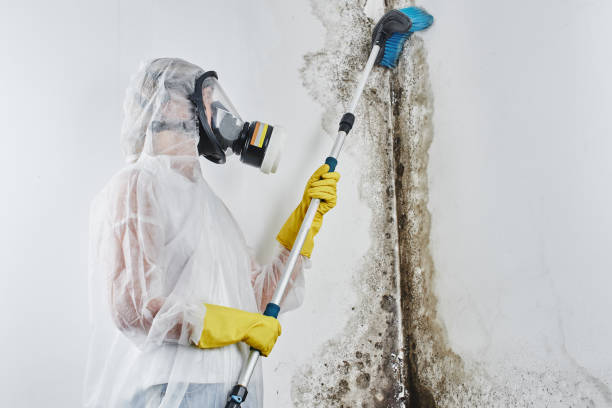 Best Mold Damage Restoration  in England, AR