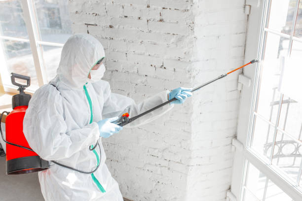 Why You Should Choose Our Mold Remediation Services in England, AR